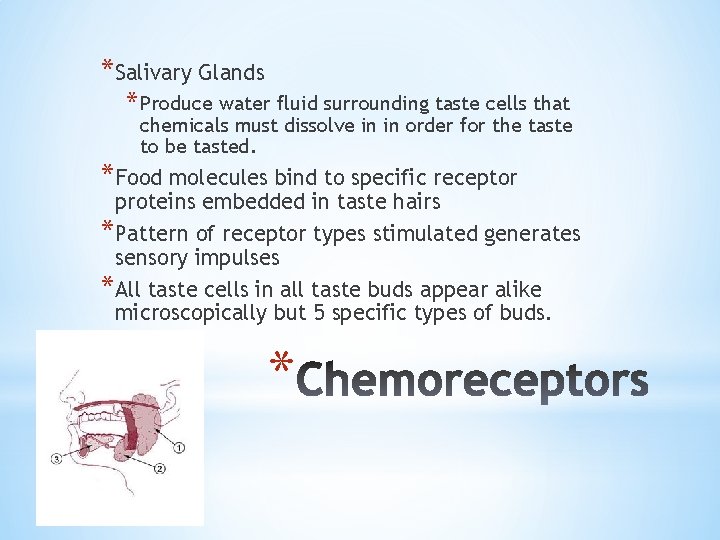 *Salivary Glands * Produce water fluid surrounding taste cells that chemicals must dissolve in