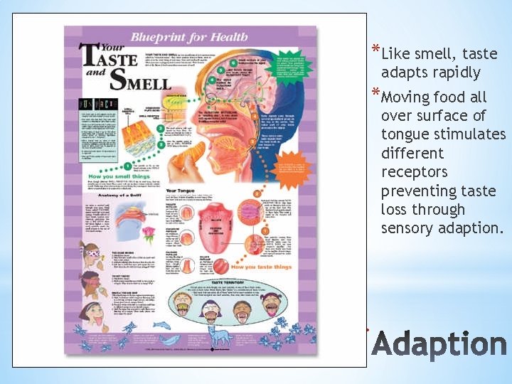 *Like smell, taste adapts rapidly *Moving food all over surface of tongue stimulates different