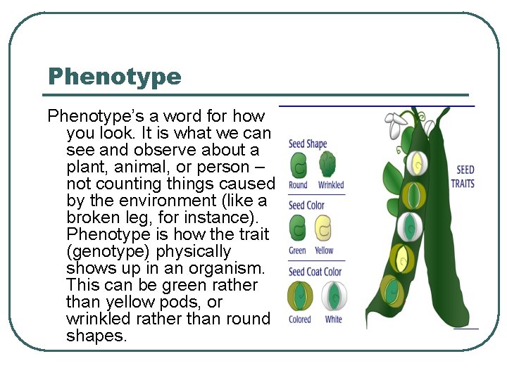 Phenotype’s a word for how you look. It is what we can see and