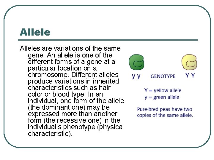 Alleles are variations of the same gene. An allele is one of the different