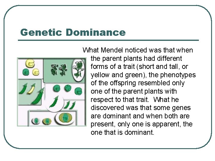 Genetic Dominance What Mendel noticed was that when the parent plants had different forms