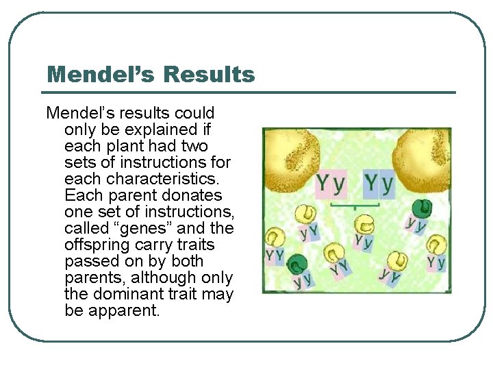 Mendel’s Results Mendel’s results could only be explained if each plant had two sets