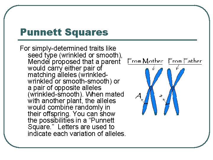 Punnett Squares For simply-determined traits like seed type (wrinkled or smooth), Mendel proposed that