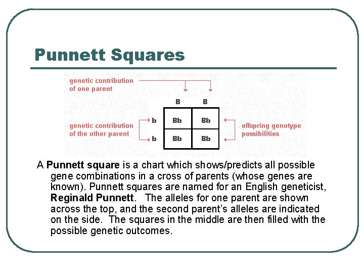 Punnett Squares A Punnett square is a chart which shows/predicts all possible gene combinations