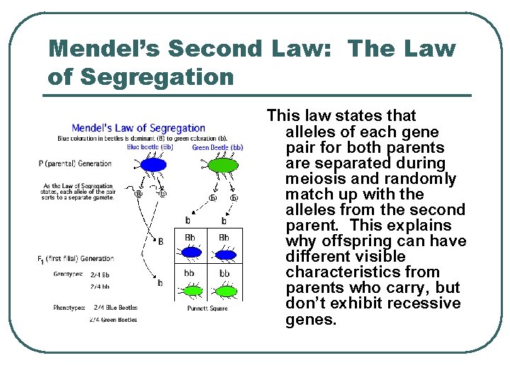 Mendel’s Second Law: The Law of Segregation This law states that alleles of each
