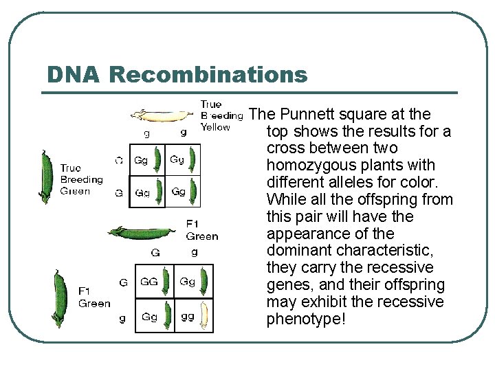 DNA Recombinations The Punnett square at the top shows the results for a cross