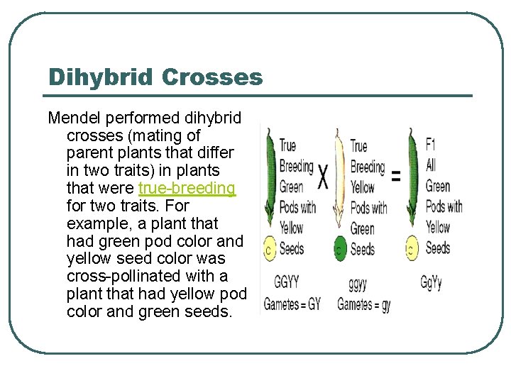Dihybrid Crosses Mendel performed dihybrid crosses (mating of parent plants that differ in two