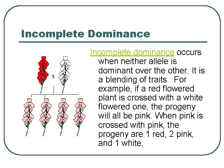 Incomplete Dominance Incomplete dominance occurs when neither allele is dominant over the other. It