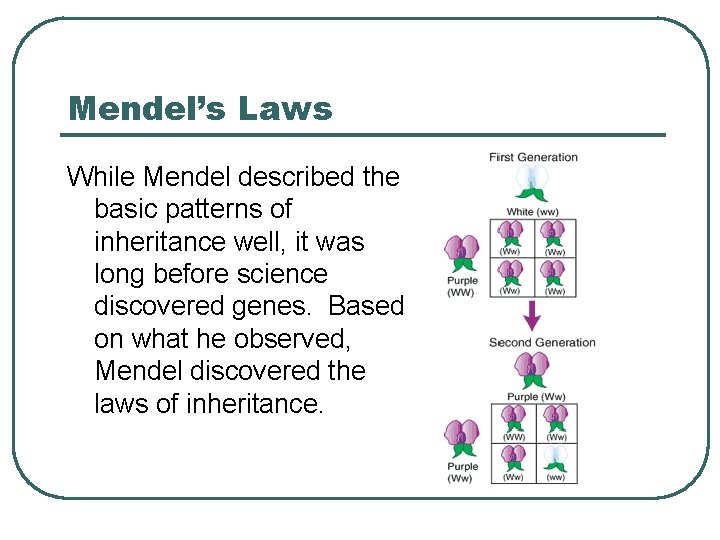 Mendel’s Laws While Mendel described the basic patterns of inheritance well, it was long