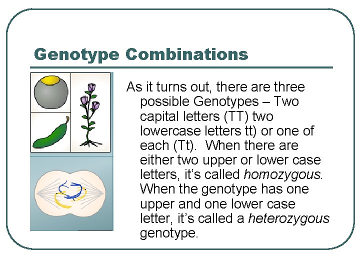 Genotype Combinations As it turns out, there are three possible Genotypes – Two capital