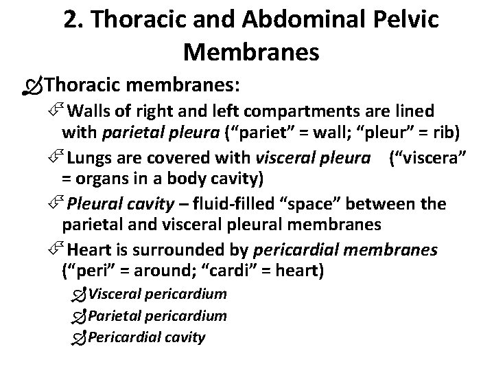 2. Thoracic and Abdominal Pelvic Membranes Thoracic membranes: Walls of right and left compartments