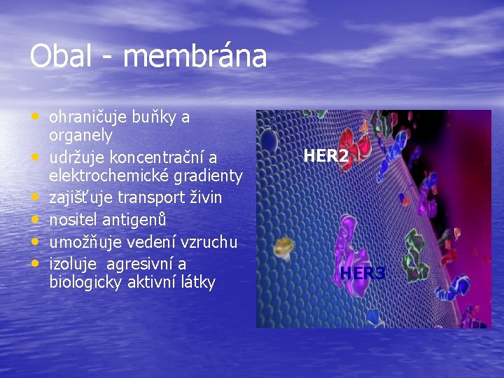 Obal - membrána • ohraničuje buňky a • • • organely udržuje koncentrační a