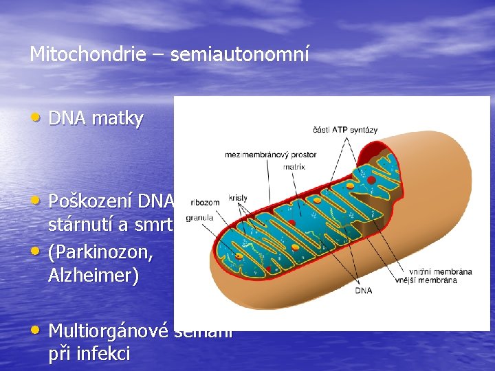 Mitochondrie – semiautonomní • DNA matky • Poškození DNA – • stárnutí a smrt