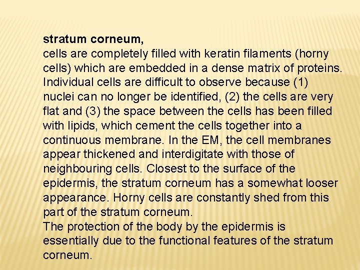 stratum corneum, cells are completely filled with keratin filaments (horny cells) which are embedded