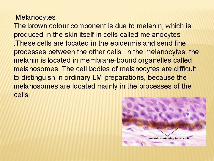 Melanocytes The brown colour component is due to melanin, which is produced in the