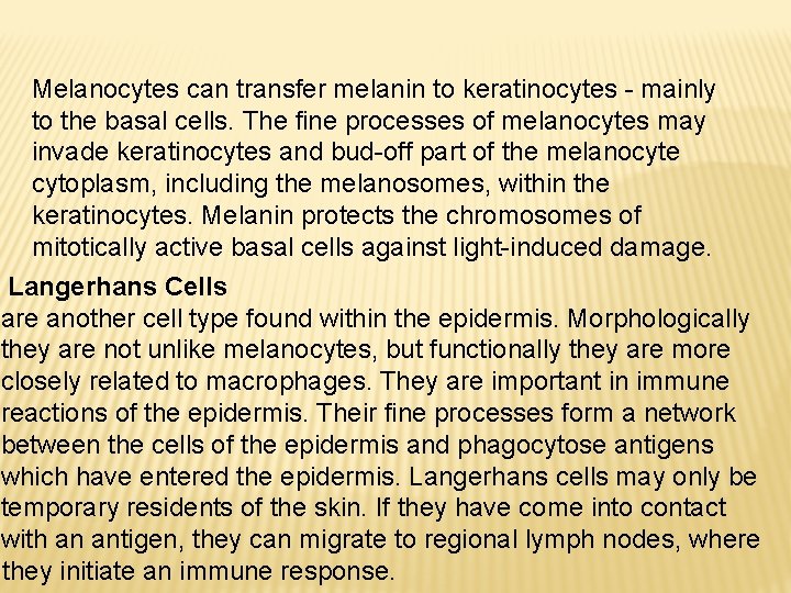 Melanocytes can transfer melanin to keratinocytes - mainly to the basal cells. The fine