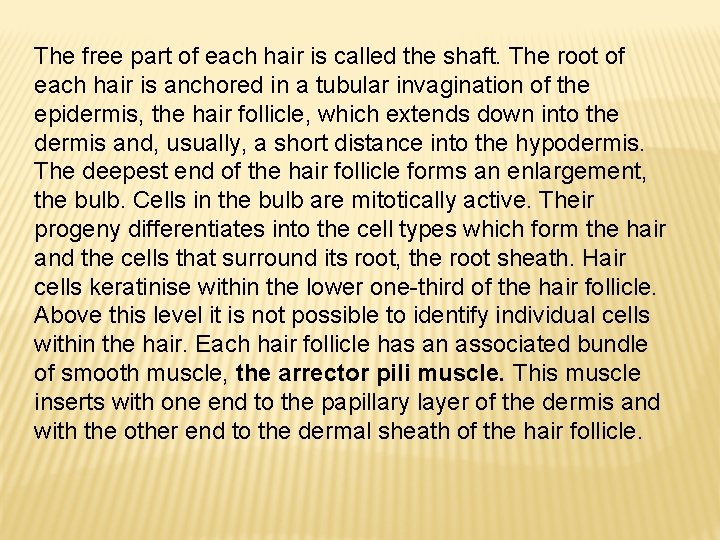 The free part of each hair is called the shaft. The root of each