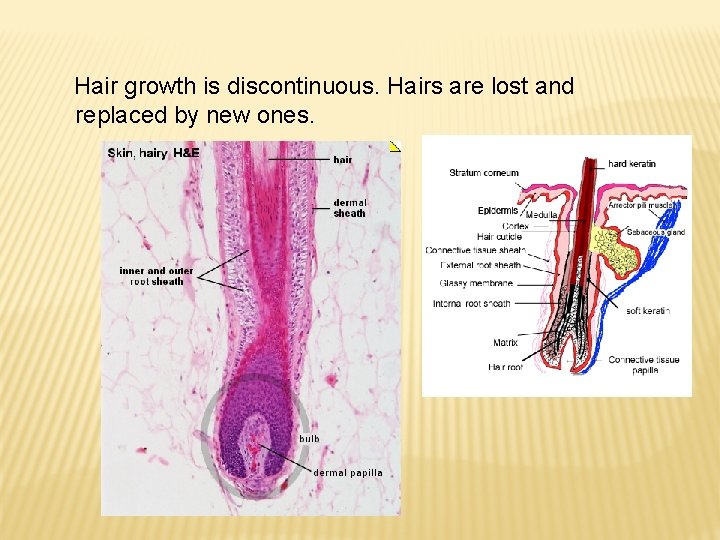 Hair growth is discontinuous. Hairs are lost and replaced by new ones. 