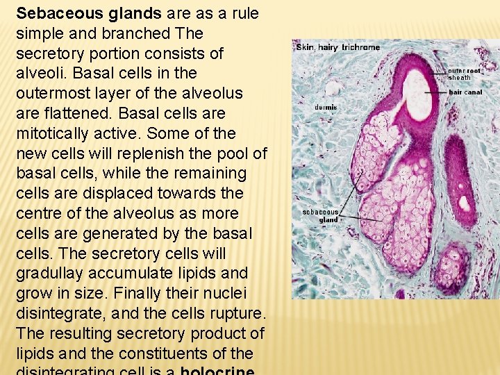 Sebaceous glands are as a rule simple and branched The secretory portion consists of