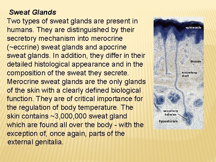 Sweat Glands Two types of sweat glands are present in humans. They are distinguished