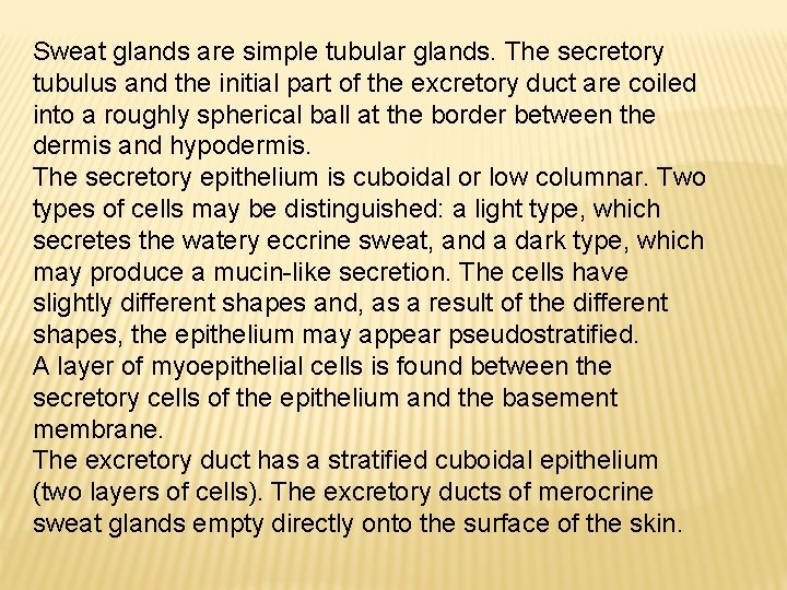 Sweat glands are simple tubular glands. The secretory tubulus and the initial part of