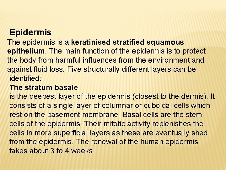 Epidermis The epidermis is a keratinised stratified squamous epithelium. The main function of the
