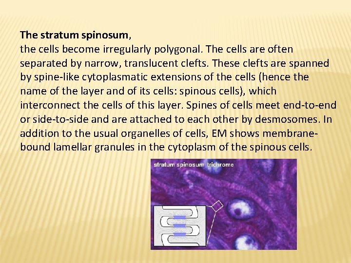 The stratum spinosum, the cells become irregularly polygonal. The cells are often separated by