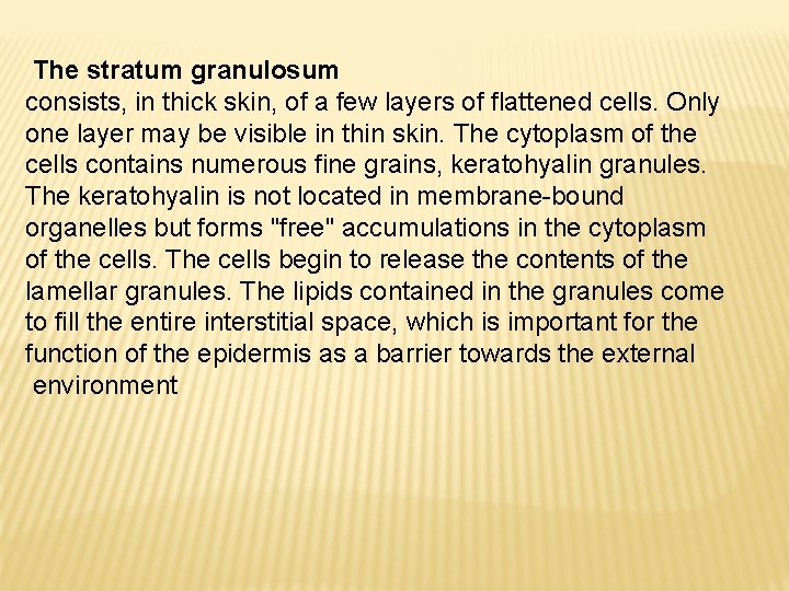The stratum granulosum consists, in thick skin, of a few layers of flattened cells.