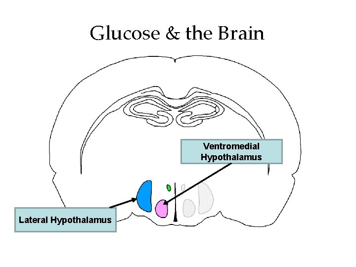 Glucose & the Brain Ventromedial Hypothalamus Rat Hypothalamus Lateral Hypothalamus 