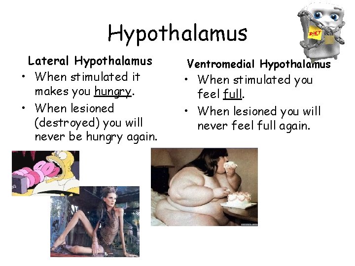 Hypothalamus Lateral Hypothalamus • When stimulated it makes you hungry. • When lesioned (destroyed)