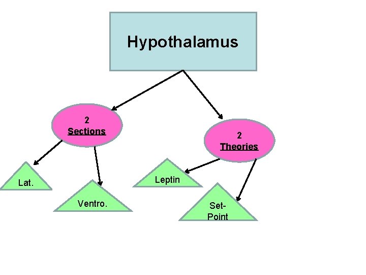 Hypothalamus 2 Sections 2 Theories Leptin Lat. Ventro. Set. Point 