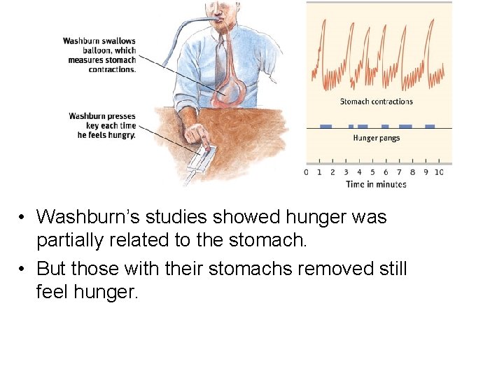  • Washburn’s studies showed hunger was partially related to the stomach. • But
