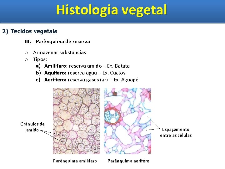 Histologia vegetal Histologia Vegetal 2) Tecidos vegetais III. Parênquima de reserva o Armazenar substâncias