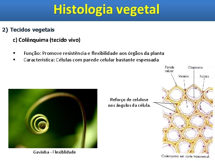 Histologia vegetal 2) Tecidos vegetais c) Colênquima (tecido vivo) § § Função: Promove resistência