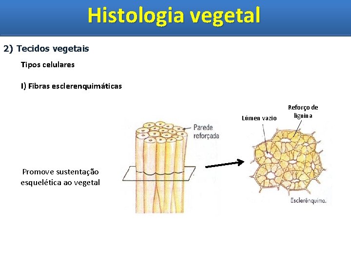 Histologia vegetal Histologia Vegetal 2) Tecidos vegetais Tipos celulares I) Fibras esclerenquimáticas Lúmen vazio