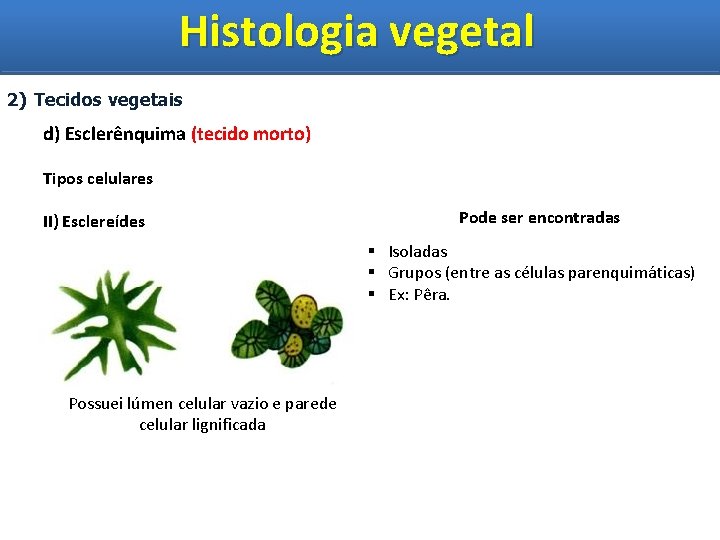 Histologia vegetal Histologia Vegetal 2) Tecidos vegetais d) Esclerênquima (tecido morto) Tipos celulares II)