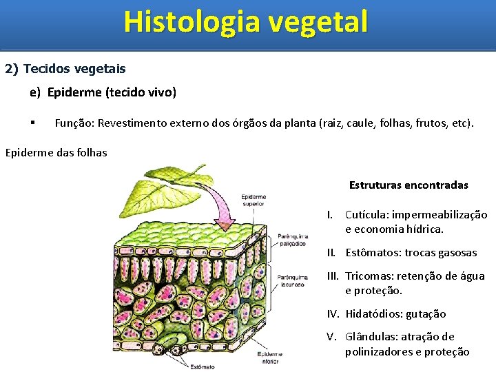 Histologia vegetal Histologia Vegetal 2) Tecidos vegetais e) Epiderme (tecido vivo) § Função: Revestimento