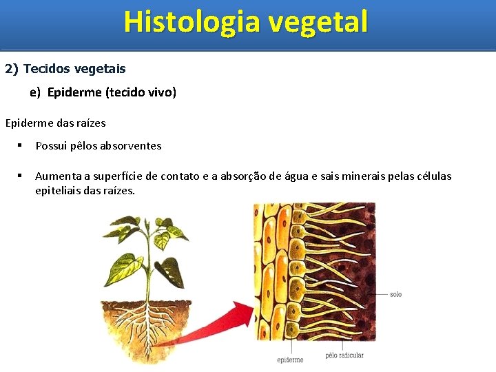 Histologia vegetal Histologia Vegetal 2) Tecidos vegetais e) Epiderme (tecido vivo) Epiderme das raízes