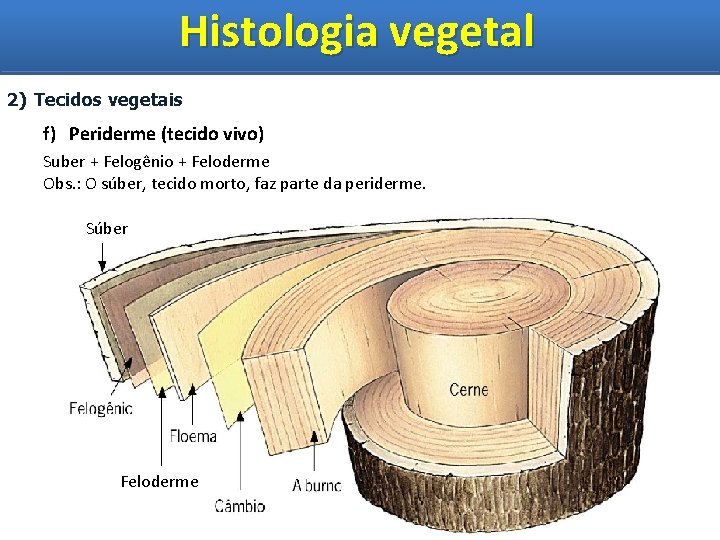 Histologia vegetal Histologia Vegetal 2) Tecidos vegetais f) Periderme (tecido vivo) Suber + Felogênio