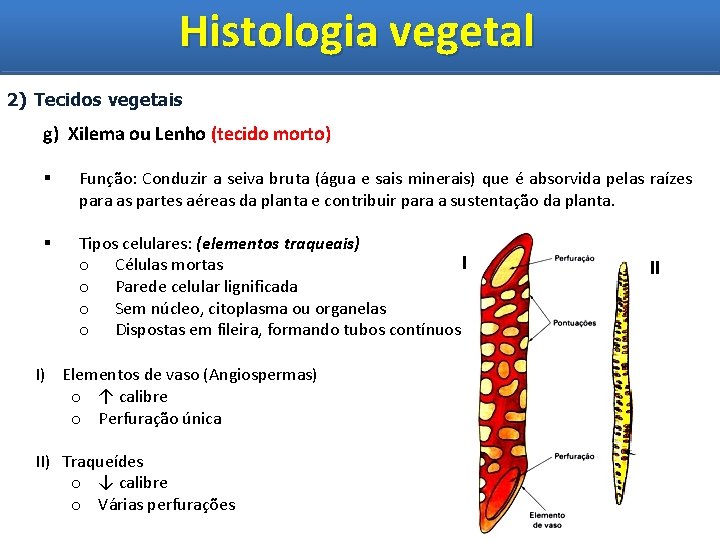 Histologia vegetal Histologia Vegetal 2) Tecidos vegetais g) Xilema ou Lenho (tecido morto) §