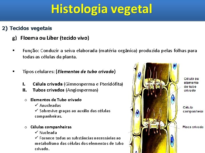Histologia vegetal Histologia Vegetal 2) Tecidos vegetais g) Floema ou Líber (tecido vivo) §