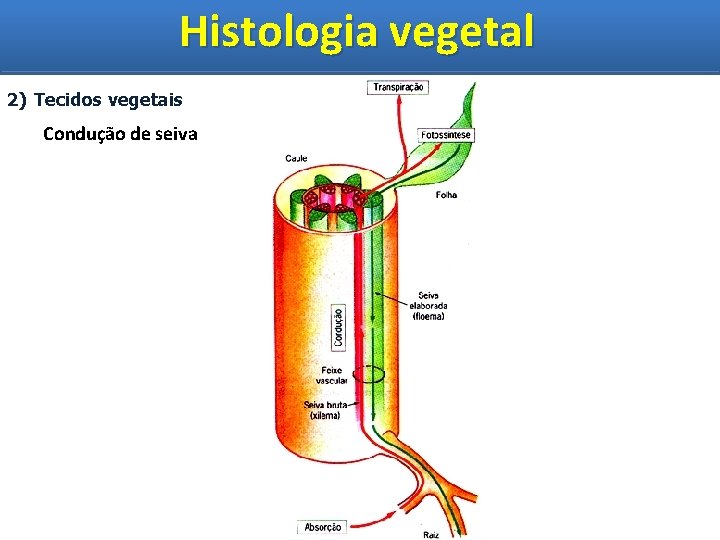 Histologia vegetal Histologia Vegetal 2) Tecidos vegetais Condução de seiva 