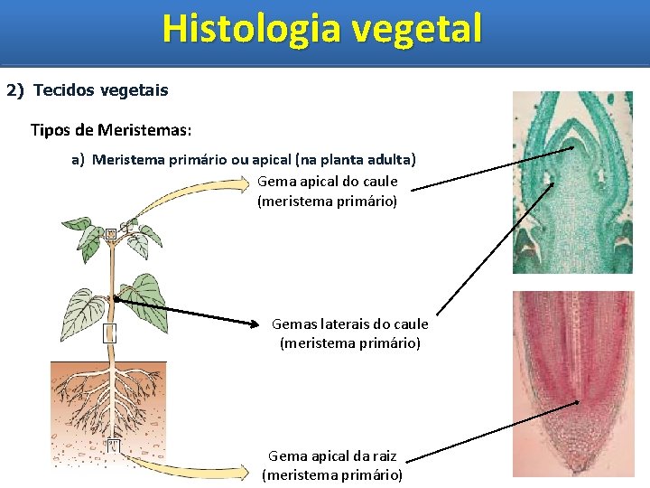 Histologia vegetal Histologia Vegetal 2) Tecidos vegetais Tipos de Meristemas: a) Meristema primário ou