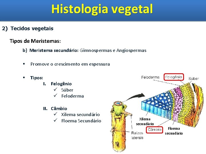 Histologia vegetal Histologia Vegetal 2) Tecidos vegetais Tipos de Meristemas: b) Meristema secundário: Gimnospermas
