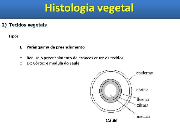Histologia vegetal Histologia Vegetal 2) Tecidos vegetais Tipos I. Parênquima de preenchimento o Realiza
