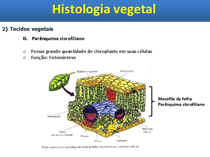 Histologia vegetal Histologia Vegetal 2) Tecidos vegetais II. Parênquima clorofiliano o Possui grande quantidade