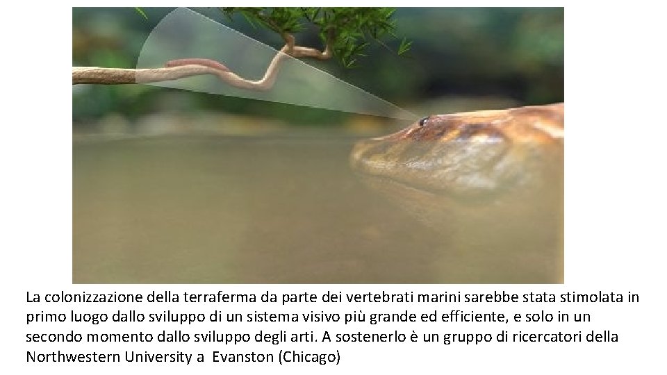 La colonizzazione della terraferma da parte dei vertebrati marini sarebbe stata stimolata in primo