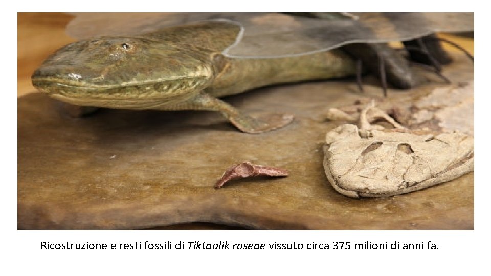 Ricostruzione e resti fossili di Tiktaalik roseae vissuto circa 375 milioni di anni fa.