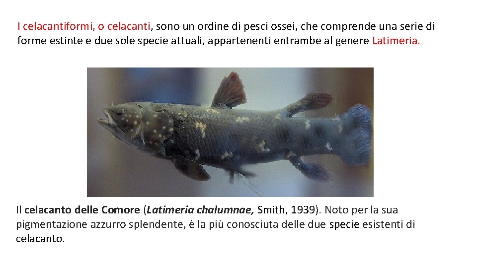 I celacantiformi, o celacanti, sono un ordine di pesci ossei, che comprende una serie