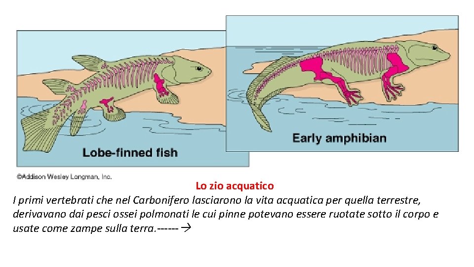 Lo zio acquatico I primi vertebrati che nel Carbonifero lasciarono la vita acquatica per